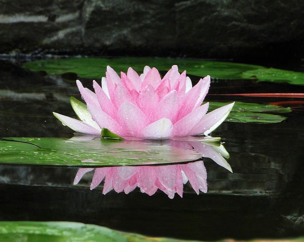 Water Blossoms Decorative Artisan Soap